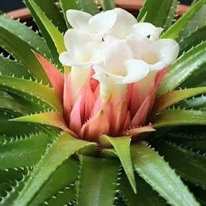 Meet your Posher, Evis